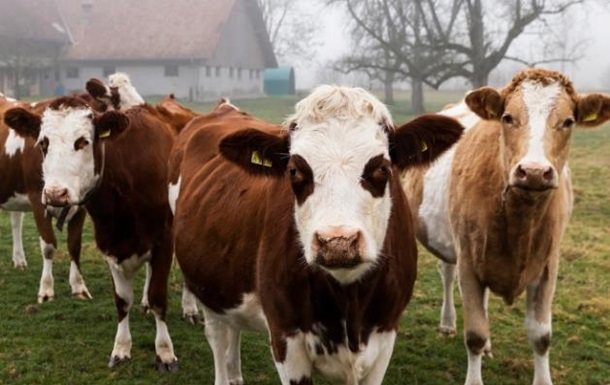 У Швейцарії фермери хочуть зменшити розміри своїх корів