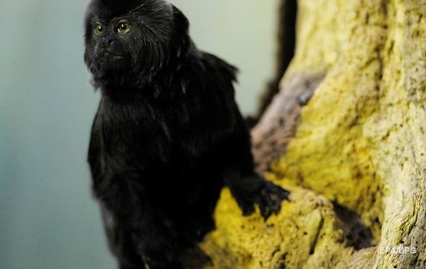 У Швеції мавпа втекла із зоопарку і відправилася у фастфуд