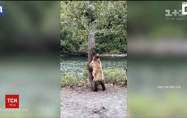  Танцующего  тверк медведя сняли на видео