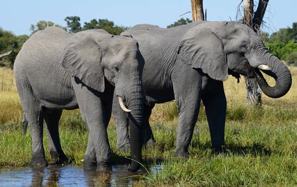 У Боствані браконьєри вбили майже 90 слонів