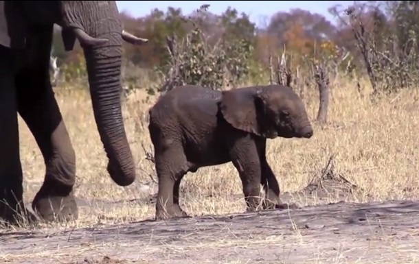 Слоненок без хобота был снят на видео