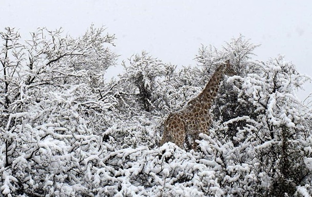 На юге Африки выпал снег