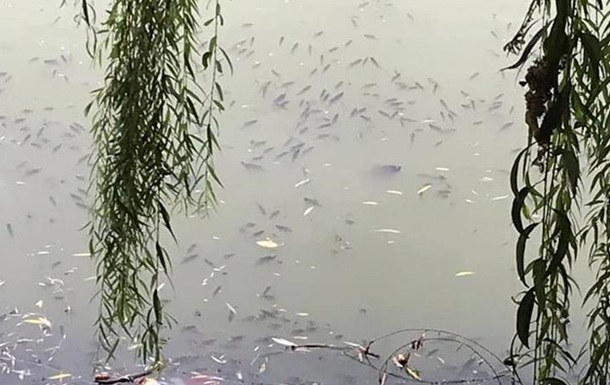 В озері в Києві масово гине риба