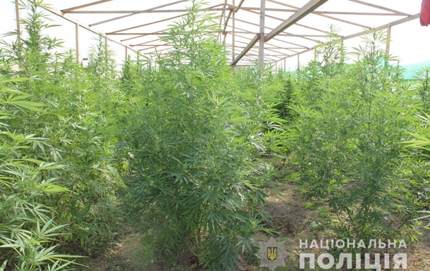 видео с плантациями марихуаны