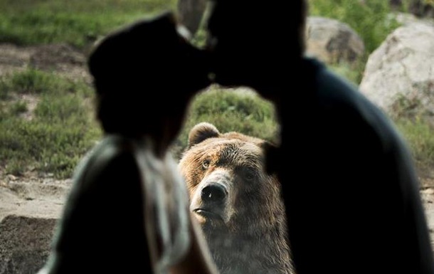 Емоційний ведмідь потрапив на весільні фото