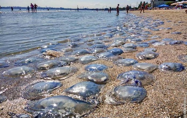 Пляж Одеси атакують медузи
