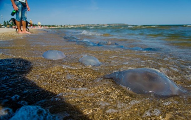 В Одесі від опіків медуз постраждали понад 500 відпочивальників