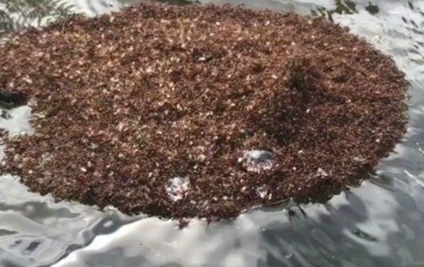 Через ураган у США з явилися острови отруйних мурах