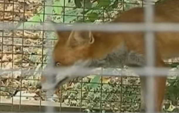 У Вінницькій області скажена лисиця забігла у відділення поліції