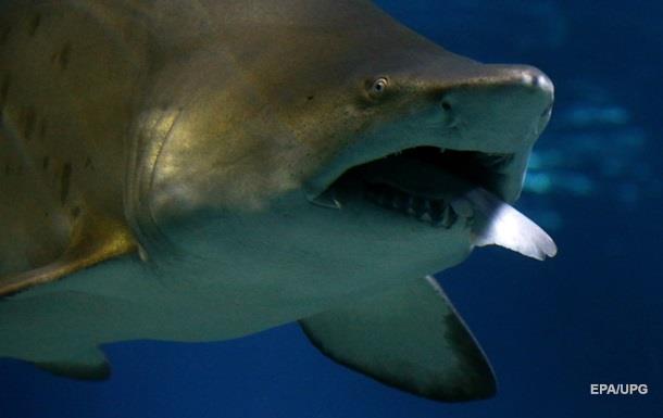 В Австралії вбили чотири акули за напад на туристів
