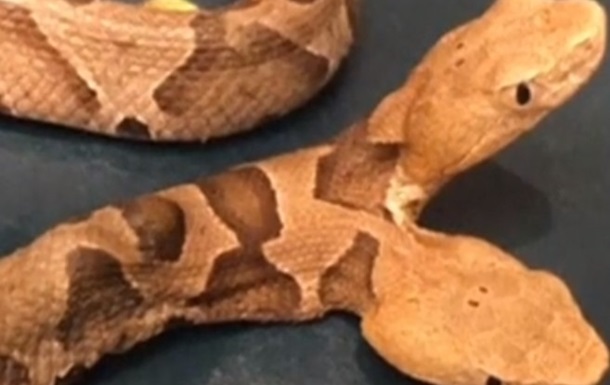 У США виявили двоголову змію