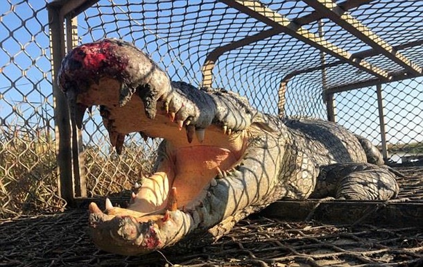 Біолог осідлав величезного крокодила для селфі