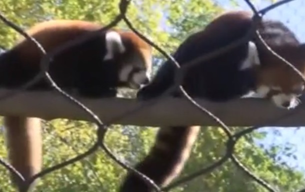 В зоопарке США показали детеныша красной панды