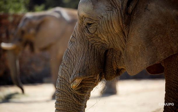 У Зімбабве слон затоптав туристку з Німеччини