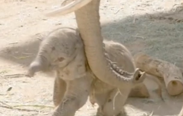 В калифорнийском зоопарке родился слоненок