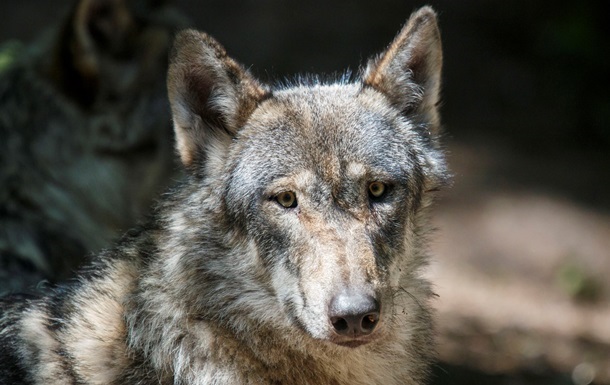 В Тернопольской области волчица напала на женщину