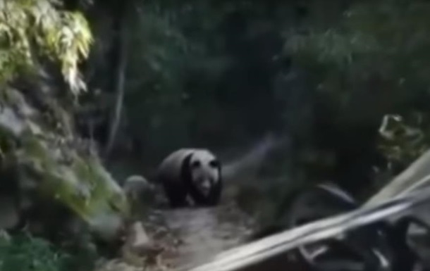 В Китае панда напугала лошадь