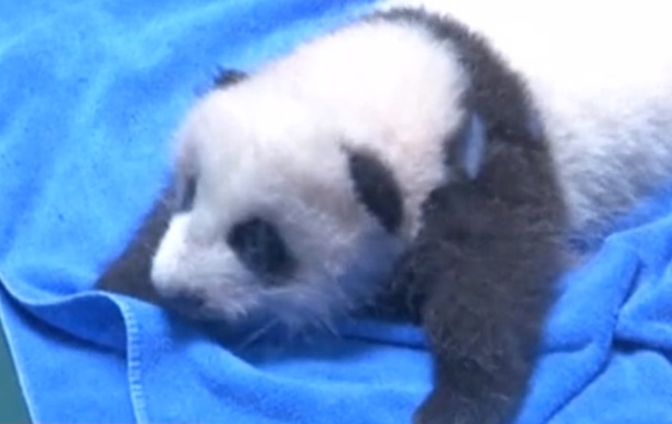 В зоопарке Китая показали двухмесячных панд