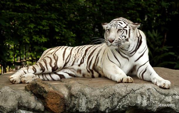 У Японії білий тигр загриз працівника зоопарку