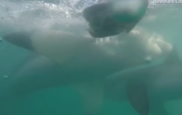 Сутичку двох акул за їжу зняли на відео