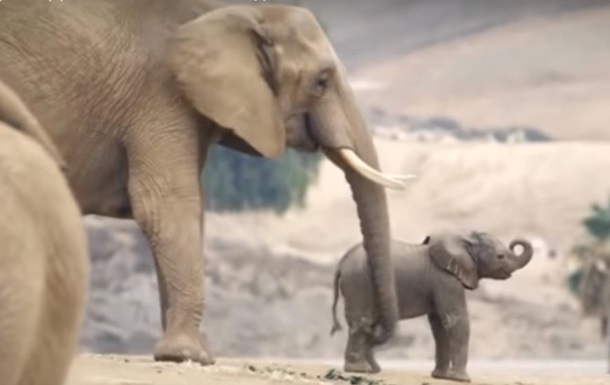 В зоопарке США родились два слоненка