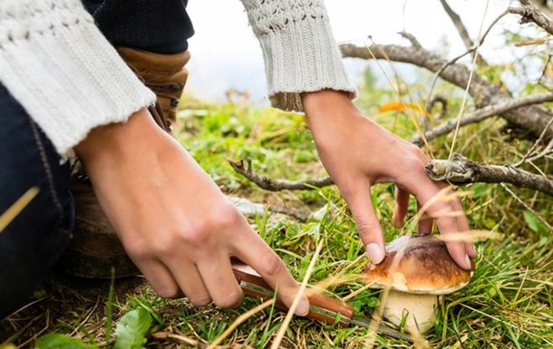 У Харківській області дерево вбило грибника