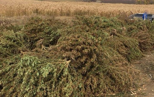 У Запорізькій області в господаря плантації конопель вилучили зброю