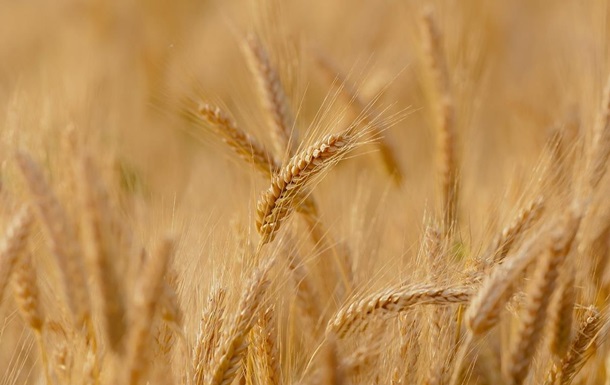 В Украине ожидается второй в истории урожай зерновых - Мартынюк