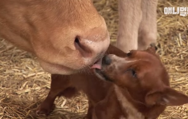 Дивну дружбу пса і корови показали на відео
