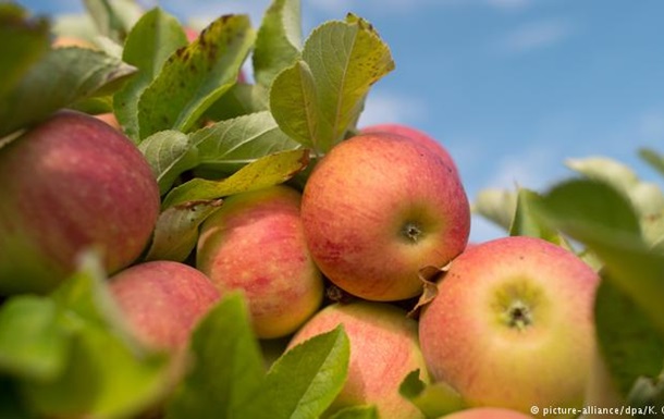 Німецька ферма безкоштовно роздала 30 тонн яблук