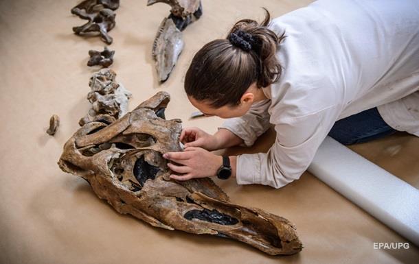 В Китае на стройке случайно нашли кости динозавров