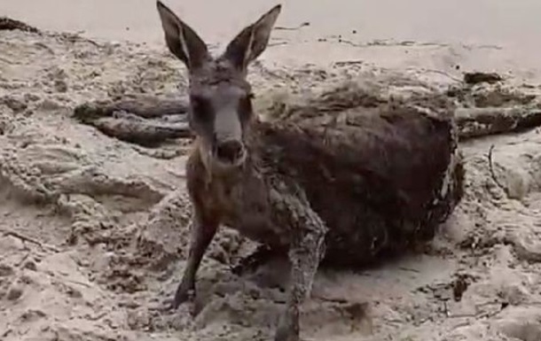 Австралійські поліцейські врятували потопаючого кенгуру