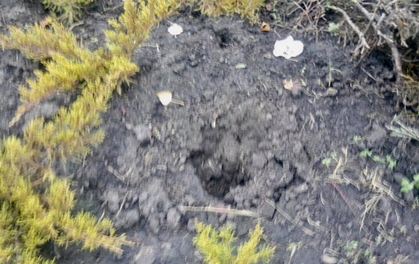 У Києві викопали і вкрали кущі ялівцю