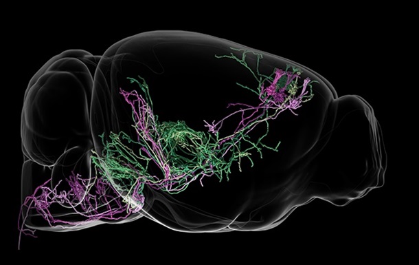 Ученые выяснили, как мозг контролирует движения