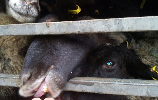 У овец, умиравших в порту Черноморска, не нашли опасных болезней 