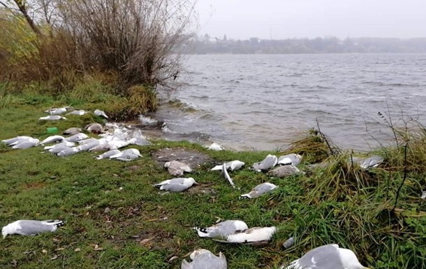 В Тернополе возле озера нашли мертвыми сотню птиц