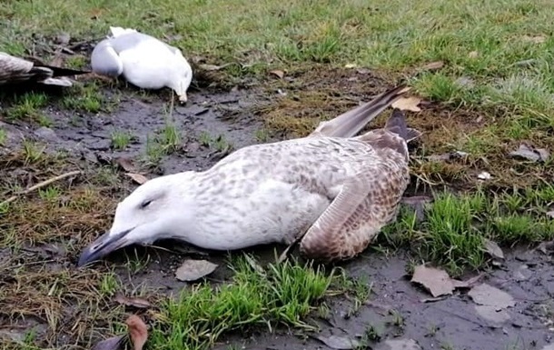 Причина массовой гибели птиц в Тернополе - отравление