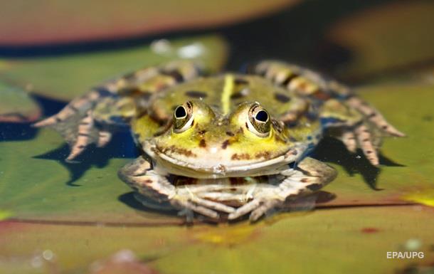 Вчені відростити жабам ампутовані лапи