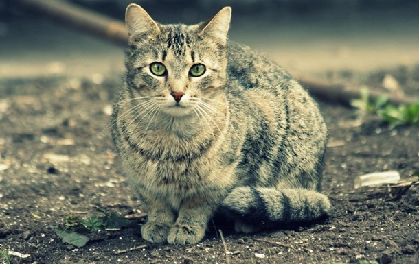 Жителя Полтавской области за увечья кота посадили на шесть лет