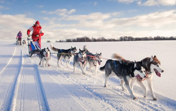 Собачі упряжі визнали видом транспорту в Данії