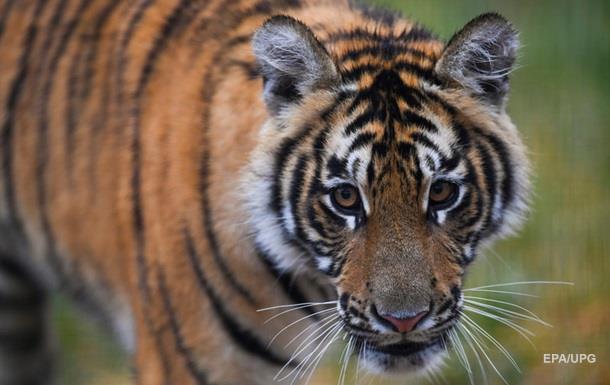 В Индии тигр устроил погоню за туристами