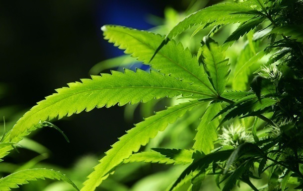 Украина впервые выдала лицензию на производство продуктов из марихуаны