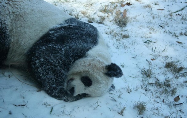 Панда радуется снегу: забавное видео из США
