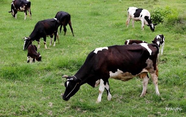 Саудівська Аравія зняла заборону на імпорт рогатої худоби з України
