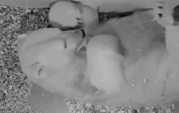 У берлінському зоопарку народилося полярне ведмежа
