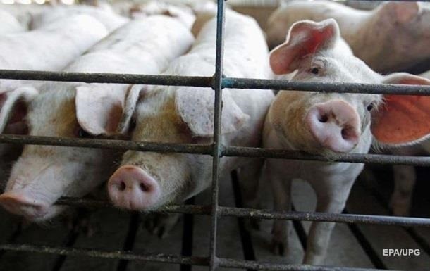 У Луганській області на звалищі знайшли трупи заражених свиней