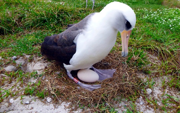 Найстаріший птах у світі зніс яйце