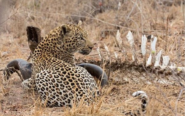 В Індії леопард-людожер поцупив трирічну дитину