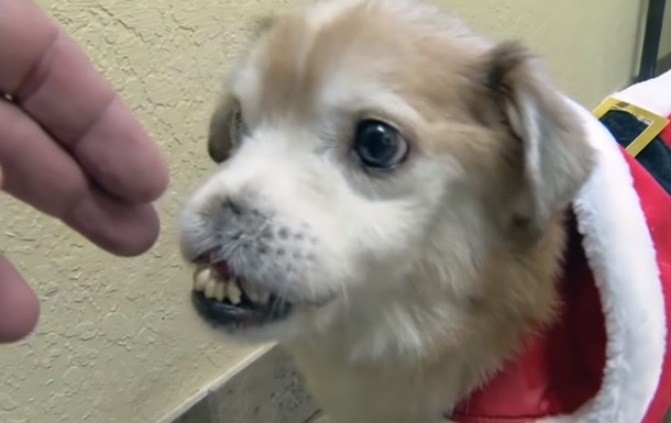 Аномальний собака без носа став інтернет-зіркою