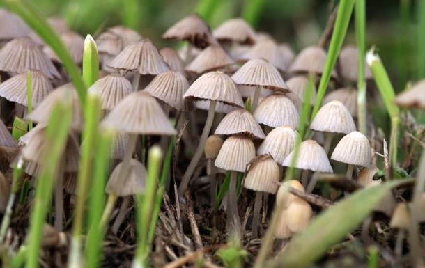 В Британии из-за потепления увеличился урожай галлюциногенных грибов